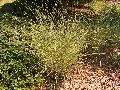 Morning Light Maiden Grass